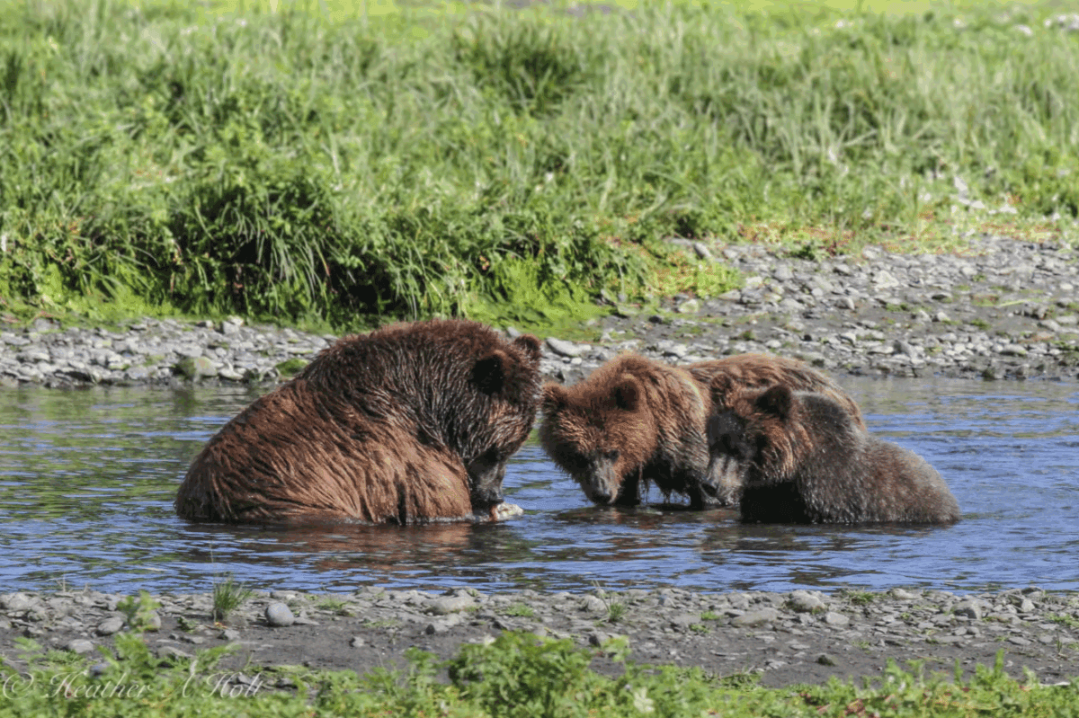 Brown bear family at Pack Creek in Alaska