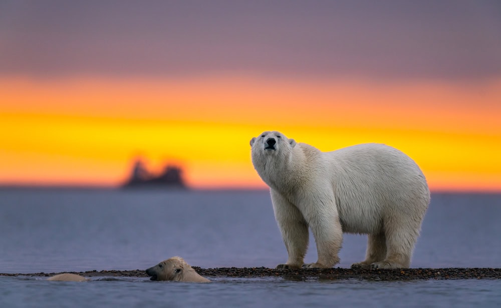 Wild polar bears on pack ice near Kaktovik in Northern Alaska