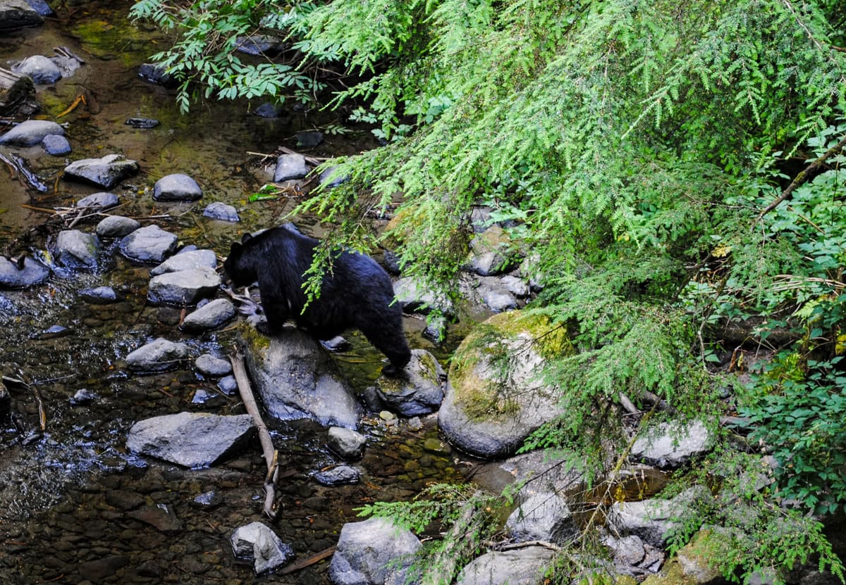 Black bear spotted in Alaska Rainforest Sanctuary