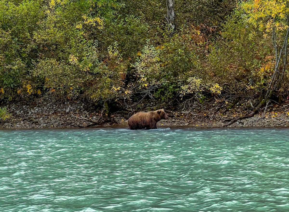 Brown bear spotted in Crescent Lake in Alaska
