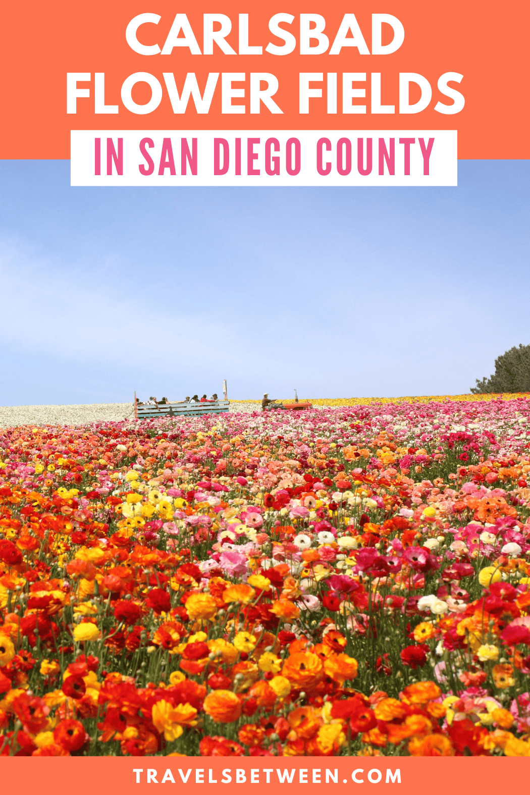 Carlsbad Flower Fields in San Diego County
