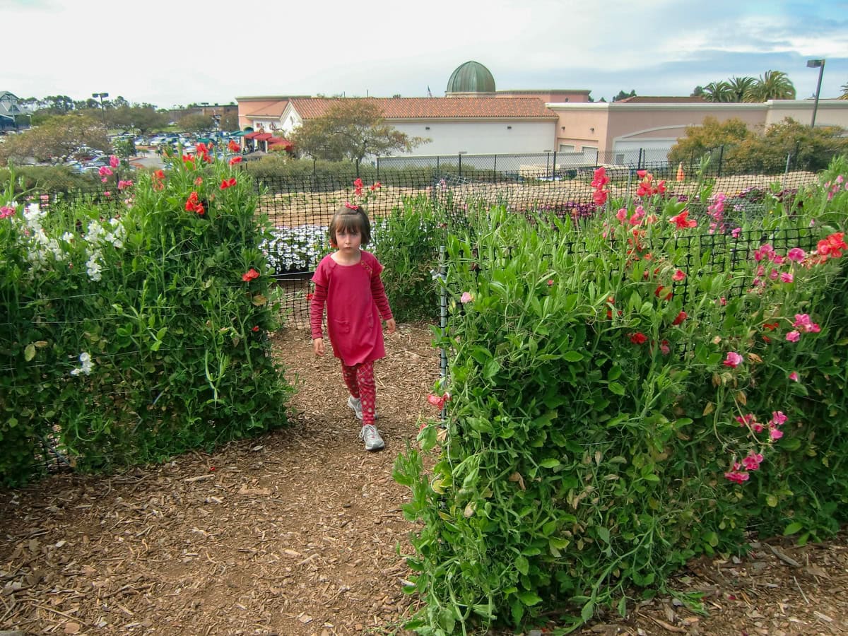 22 Fun Things to Do at Carlsbad Flower Fields (2026)