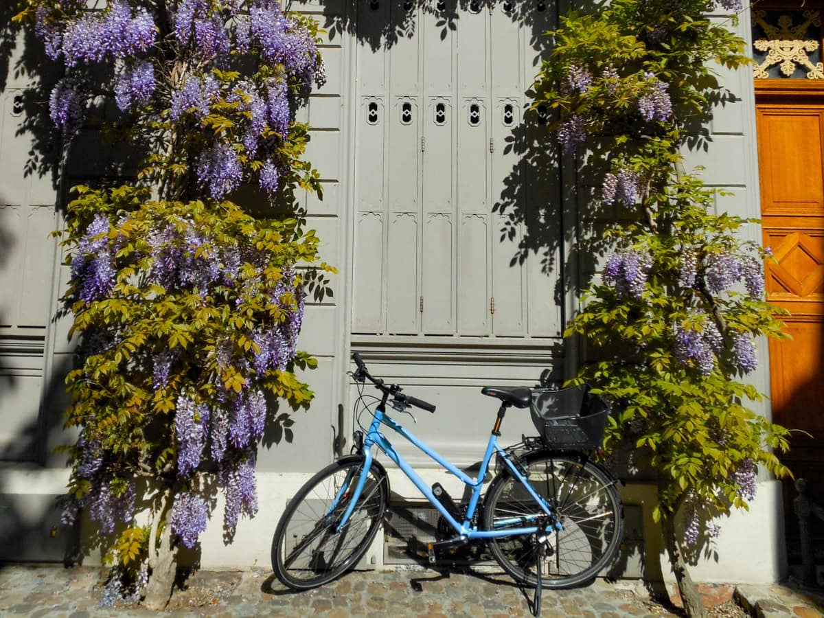Bicycle and wisteria in Basel, Switzerland
