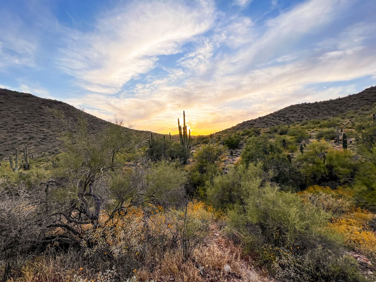 Sonoran Desert landscape in Scottsdale