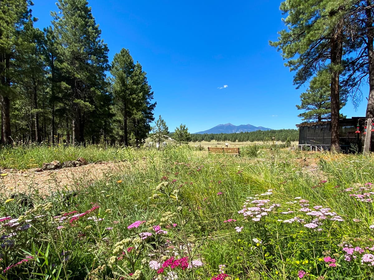 Field of flowers surrounded by Ponderosa pine trees with mountains in the distance in Flagstaff, Arizona