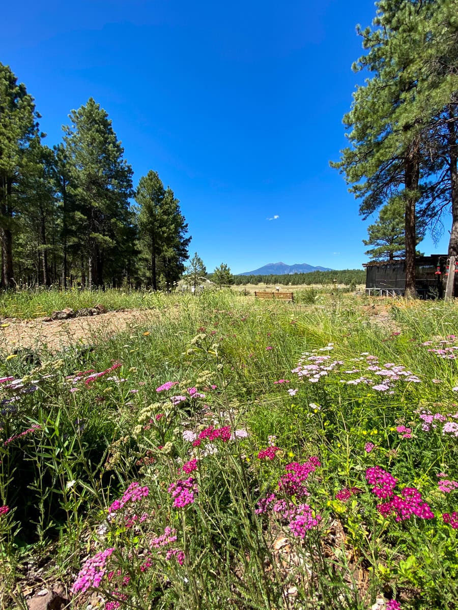 25 Best Things to Do in Flagstaff, Arizona